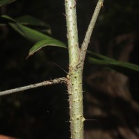 Calamus pachystemonus Thwaites
